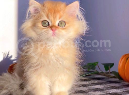British Longhair Golden  Erkek görsel