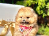 Teddy Face Boo Pomeranian Yavrular