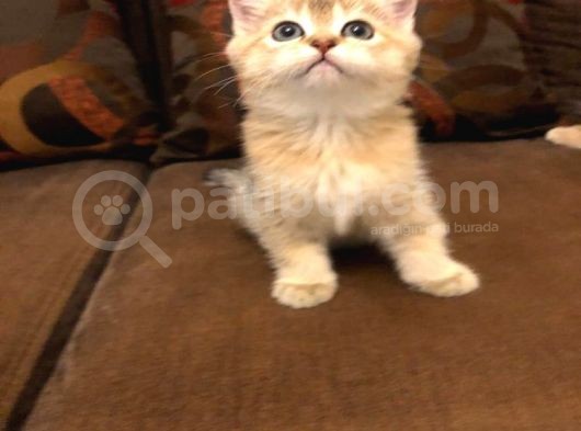 Yavru Kedı Oyuncu British Shorthair görsel