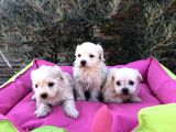 A Kalite Maltese Terrier