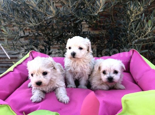 A Kalite Maltese Terrier