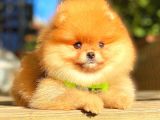 Teddy Bear Orange Di̇şi̇ Pomerani̇an