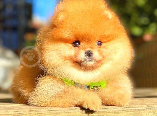 Teddy Bear Orange Di̇şi̇ Pomerani̇an görsel