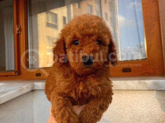 Pasaportlu Kimlikli Toy Poodle Yavrumuz görsel