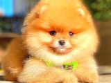 Teddy Bear Orange Di̇şi̇ Pomerani̇an
