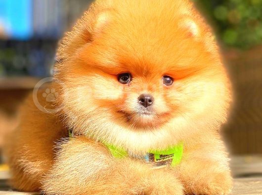 Teddy Bear Orange Di̇şi̇ Pomerani̇an görsel