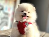 Ayıcık Surat Boo Pomeranian Yavrular