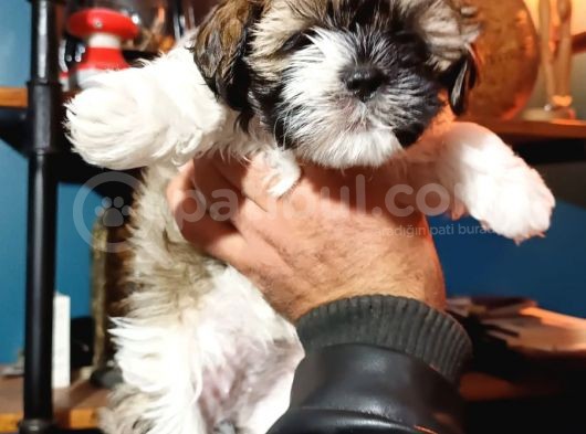 Show Kalite Shıh Tzu Yavrular görsel