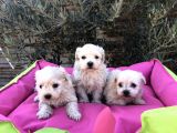 A Kalite Maltese Terrier