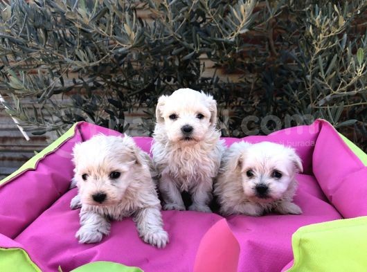 A Kalite Maltese Terrier görsel