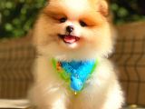 Party Colour Pomerani̇an