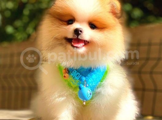 Party Colour Pomerani̇an görsel