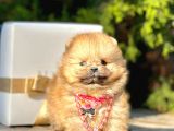 Teddy Face Boo Pomeranian Yavrular