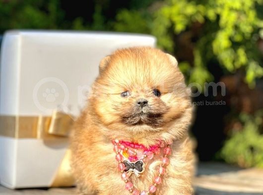 Teddy Face Boo Pomeranian Yavrular görsel