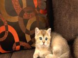 Yavru Kedı Oyuncu British Shorthair