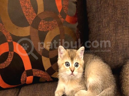 Yavru Kedı Oyuncu British Shorthair görsel