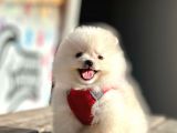 Safkan Teddy Bear Pomeranian Boo Yavrularımız