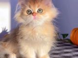 British Longhair Golden  Erkek