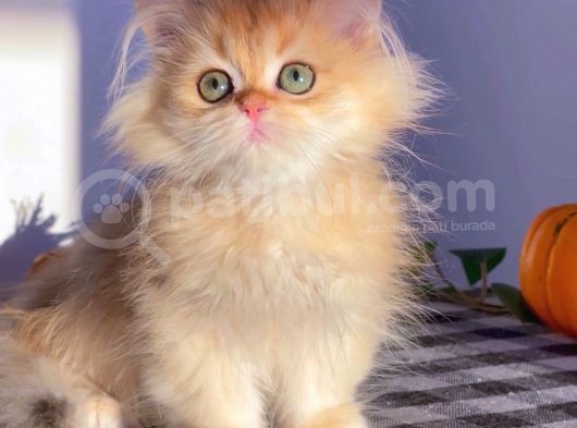 British Longhair Golden  Erkek