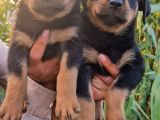 Dişi Rottweiler Yavrular