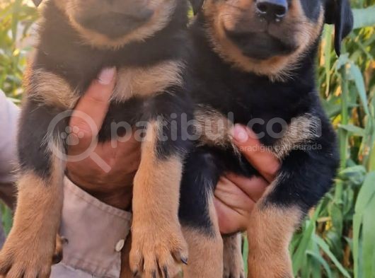 Dişi Rottweiler Yavrular görsel