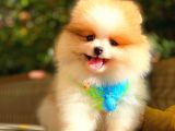 Party Colour Pomerani̇an