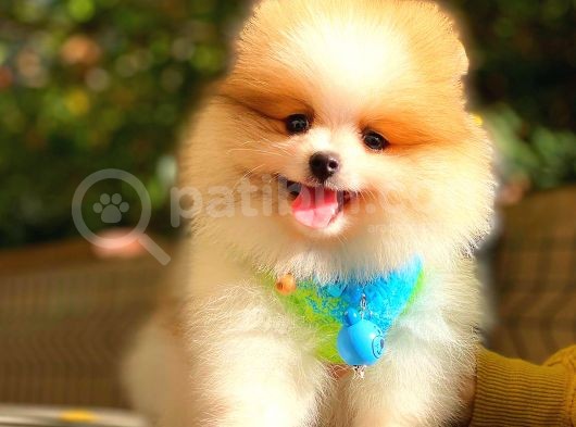 Party Colour Pomerani̇an