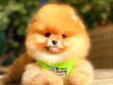 Teddy Bear Orange Di̇şi̇ Pomerani̇an