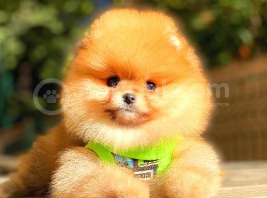 Teddy Bear Orange Di̇şi̇ Pomerani̇an