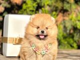 Safkan Teddy Bear Pomeranian Boo Yavrularımız