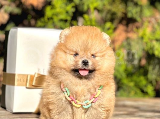 Safkan Teddy Bear Pomeranian Boo Yavrularımız görsel