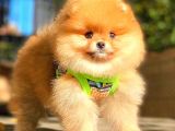 Teddy Bear Orange Di̇şi̇ Pomerani̇an