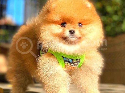 Teddy Bear Orange Di̇şi̇ Pomerani̇an görsel