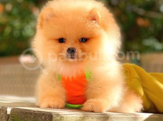 Krem Pomerani̇an Boo görsel