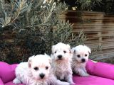 A Kalite Maltese Terrier