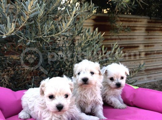 A Kalite Maltese Terrier görsel
