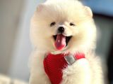 Ayıcık Surat Boo Pomeranian Yavrular