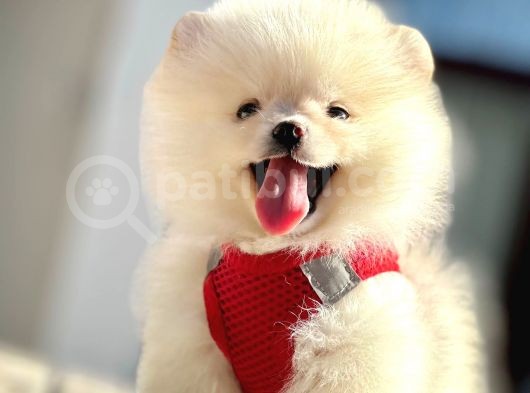 Ayıcık Surat Boo Pomeranian Yavrular