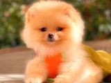 Krem Pomerani̇an Boo