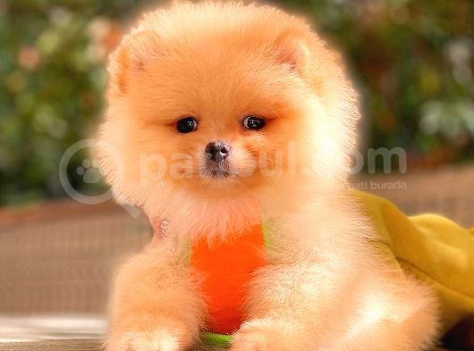 Krem Pomerani̇an Boo