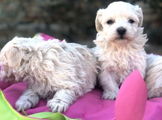 A Kalite Maltese Terrier görsel