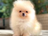 Ayicik Üst Kali̇te Pomerani̇an Boo