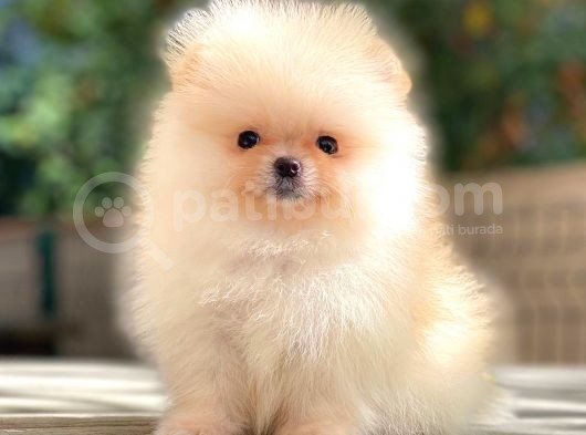 Ayicik Üst Kali̇te Pomerani̇an Boo