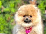 Safkan Teddy Bear Pomeranian Boo Yavrularımız