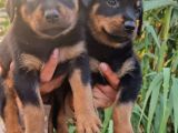 Dişi Rottweiler Yavrular