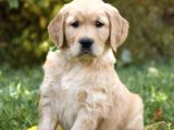 Bebek Yüzlü Golden Retriver