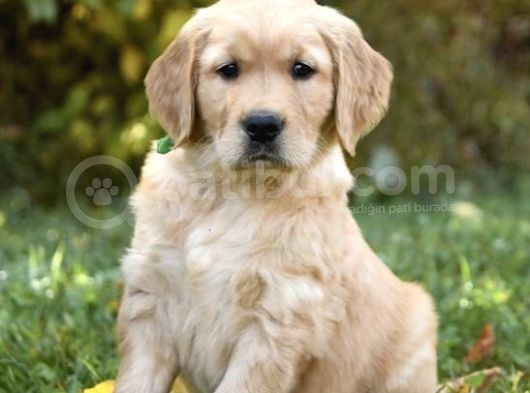 Bebek Yüzlü Golden Retriver görsel