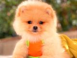 Krem Pomerani̇an Boo