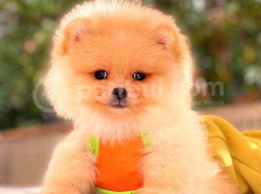 Krem Pomerani̇an Boo görsel