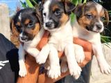 Erkek Jack Russel Yavrular
